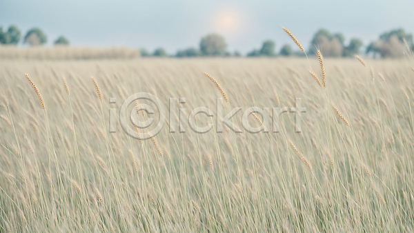 사람없음 JPG 디지털합성 편집이미지 가을(계절) 밀밭 백그라운드 자연 추수 풍경(경치)