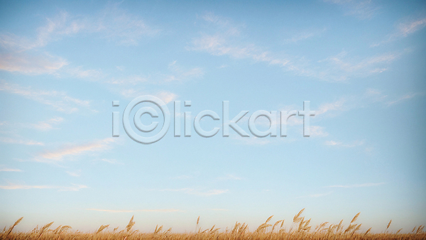사람없음 JPG 디지털합성 편집이미지 가을(계절) 구름(자연) 밀밭 백그라운드 자연 추수 풍경(경치) 하늘