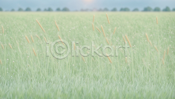 사람없음 JPG 디지털합성 편집이미지 가을(계절) 밀밭 백그라운드 자연 추수 풍경(경치)