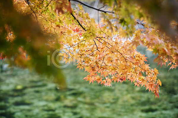 사람없음 JPG 근접촬영 소프트포커스 포토 가을(계절) 나뭇가지 단양 단풍 자연 풍경(경치) 힐링
