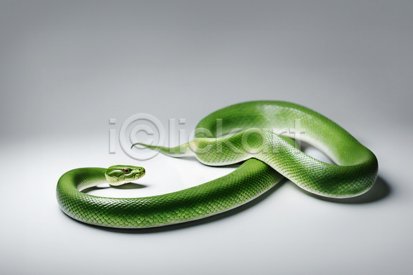 사람없음 JPG 편집이미지 백그라운드 뱀 초록색 카피스페이스 파충류 한마리