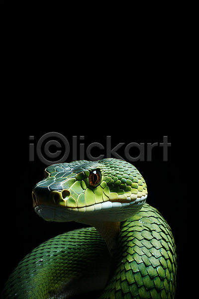 사람없음 JPG 편집이미지 백그라운드 뱀 초록색 카피스페이스 파충류 한마리