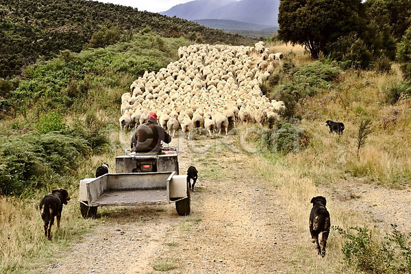 군중 사람없음 JPG 포토 해외이미지 가로 농업 뉴질랜드 디지털 양 양치기 장면 풍경(경치) 해외202004