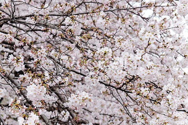 사람없음 JPG 포토 해외이미지 벚꽃 벚나무 봄 야외 해외202004