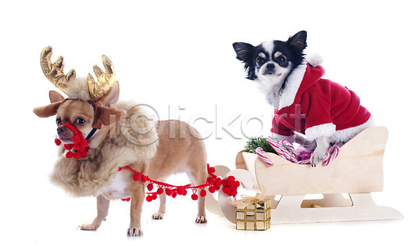 유머 사람없음 JPG 포토 해외이미지 12월 강아지 개 계절 동물 두마리 반려동물 빨간색 선물 썰매 이벤트의상 장난 장식 치와와 컨셉 크리스마스 해외202004