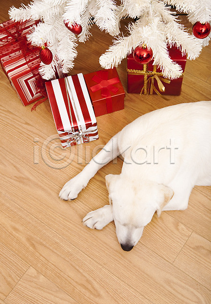 달콤 유머 축하 행복 사람없음 JPG 포토 해외이미지 강아지 개 계절 기다림 나무 동물 래브라도리트리버 리트리버 반려동물 빨간색 선물 이벤트의상 축제 컨셉 크리스마스 포유류 표현 해외202004