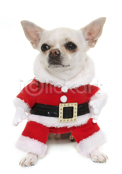 유머 사람없음 JPG 포토 해외이미지 개 동물 반려동물 빨간색 이벤트의상 치와와 컨셉 크리스마스 해외202004 흰배경