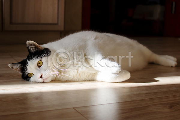귀여움 사람없음 JPG 포토 해외이미지 고양이 그림자 나무바닥 눕기 반려동물 안락 응시 해외202309 햇빛
