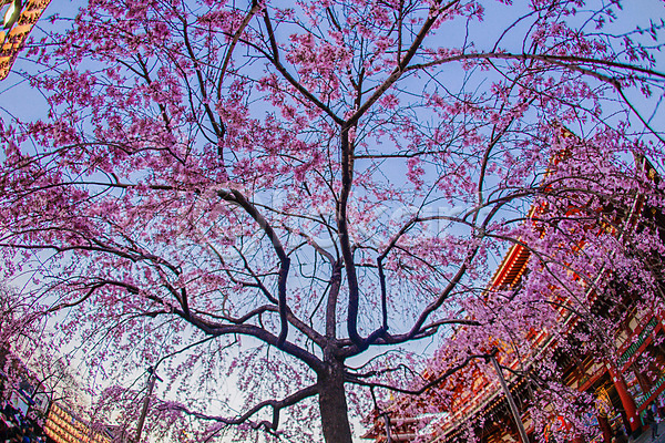 사람없음 JPG 로우앵글 포토 해외이미지 도쿄 벚꽃 벚나무 봄 신사(일본건축) 일몰 풍경(경치) 하늘 해외202309