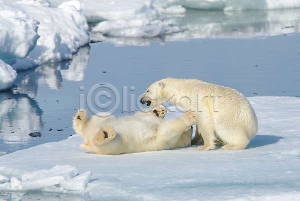 추위 사람없음 JPG 포토 해외이미지 겨울 놀이 눈(날씨) 두마리 북극 북극곰 빙하 야생동물 장난 해외202309 흰색