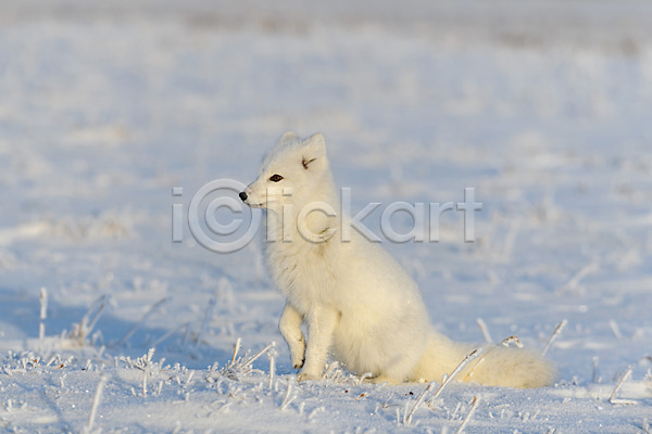 추위 사람없음 JPG 포토 해외이미지 북극 북극여우 설원 앉기 야생동물 툰드라지방 한마리 해외202309