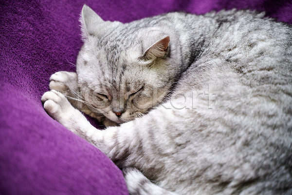 귀여움 사람없음 JPG 근접촬영 포토 해외이미지 고양이 담요 반려묘 보라색 스코티쉬스트레이트 잠 한마리