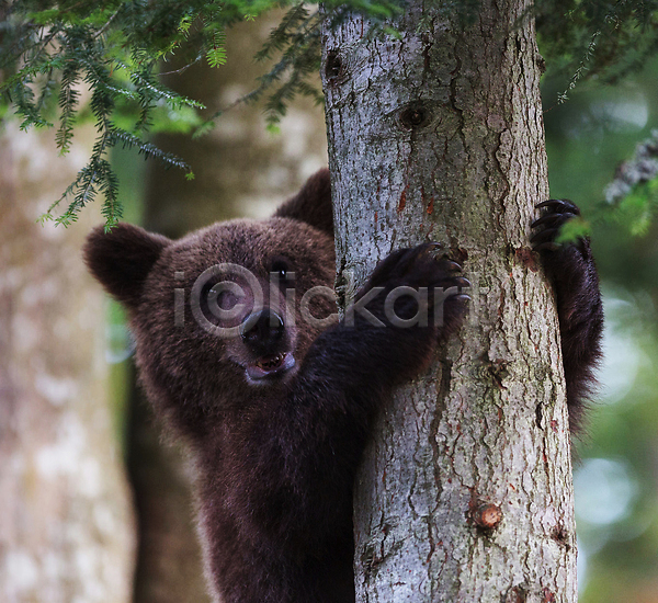 사람없음 JPG 포토 해외이미지 곰 나무 숲 야생동물 야외 자연 잡기 한마리 해외202309
