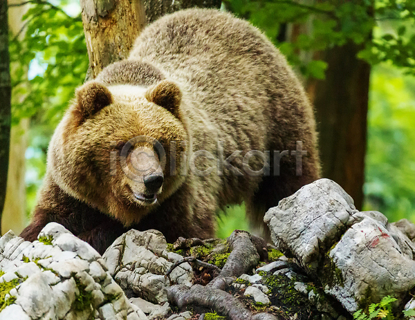 사람없음 JPG 포토 해외이미지 곰 나무 돌(바위) 숲 야생동물 야외 자연 한마리 해외202309