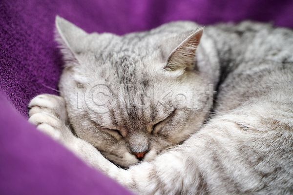 귀여움 사람없음 JPG 근접촬영 포토 해외이미지 고양이 담요 반려묘 보라색 스코티쉬스트레이트 잠 한마리