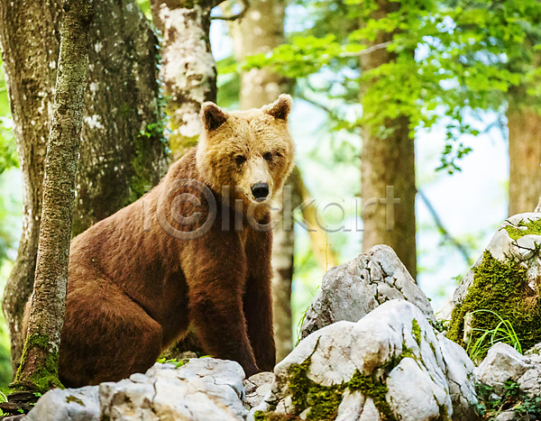 사람없음 JPG 포토 해외이미지 곰 나무 돌(바위) 숲 야생동물 야외 자연 한마리 해외202309