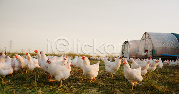사람없음 JPG 포토 해외이미지 농장 닭 비닐하우스 야외 양계장 여러마리 전원생활 주간 축산업 해외202309