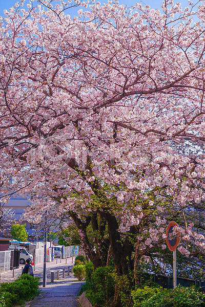 사람 한명 JPG 포토 해외이미지 도로 벚꽃 벚나무 봄 요코하마 자동차 표지판 풀숲 풍경(경치) 해외202309