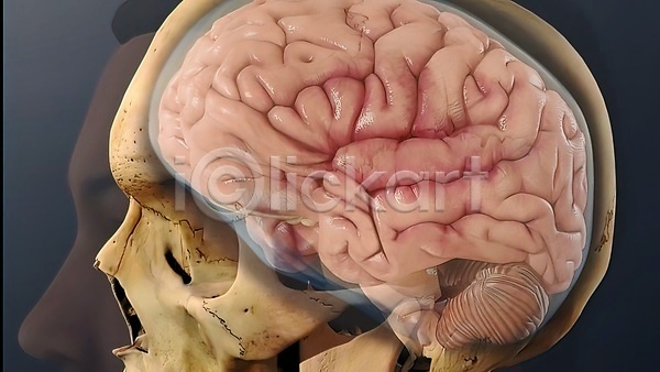 사람없음 3D JPG 포토 해외이미지 뇌 생명과학 생물학 신경기관 해골 해외202309