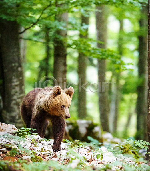 사람없음 JPG 포토 해외이미지 곰 나무 숲 야생동물 야외 자연 한마리 해외202309