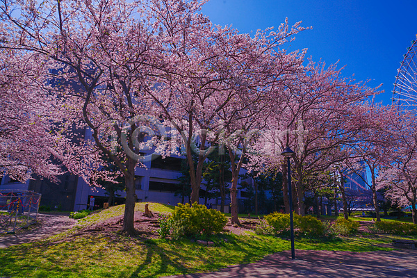 사람없음 JPG 포토 해외이미지 건물 대관람차 벚꽃 벚나무 봄 요코하마 풀(식물) 풍경(경치) 하늘 해외202309