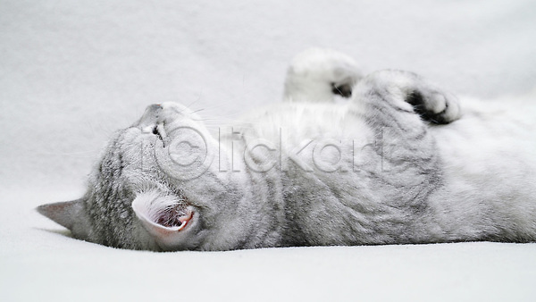 귀여움 사람없음 JPG 근접촬영 포토 해외이미지 고양이 눕기 반려묘 스코티쉬스트레이트 잠 한마리 회색