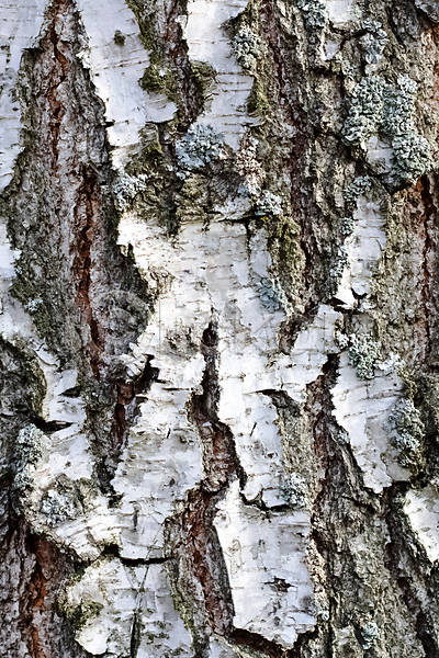 사람없음 JPG 포토 해외이미지 거친 나무 나무껍질 내추럴 목재 묘사 백그라운드 세로 숲 식물 야외 옛날 유기농 자작나무 점 종이 줄무늬 질감 추상 패턴 표면 해외202309 흰색