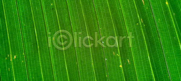 사람없음 JPG 포토 해외이미지 공백 내추럴 놀이방 백그라운드 벨벳 보석 뷰티 상업 시골 식물 심기 원예 유기농 잎 자연 장식 정원 주택 질감 초록색 패턴 해외202309 해외포토 화살 화초