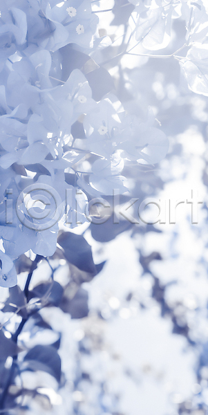 화려 사람없음 JPG 포토 해외이미지 꽃 나뭇가지 백그라운드 카피스페이스 파란색 해외202309