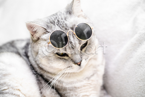 귀여움 사람없음 JPG 근접촬영 포토 해외이미지 고양이 반려묘 선글라스 스코티쉬스트레이트 한마리 회색