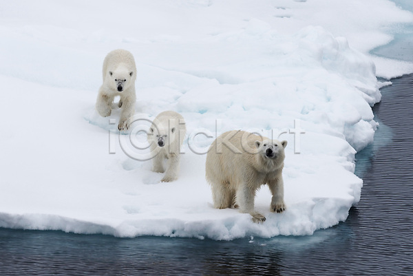 추위 사람없음 JPG 포토 해외이미지 걷기 겨울 눈(날씨) 북극 북극곰 빙하 세마리 야생동물 해외202309 흰색