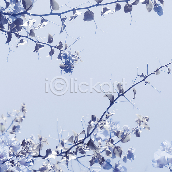 화려 사람없음 JPG 포토 해외이미지 꽃 나뭇가지 백그라운드 카피스페이스 파란색 해외202309