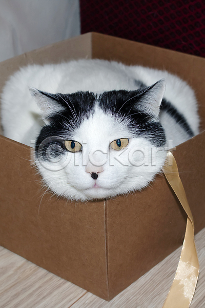 귀여움 사람없음 JPG 포토 해외이미지 고양이 눕기 리본 반려동물 상자 안락 해외202309