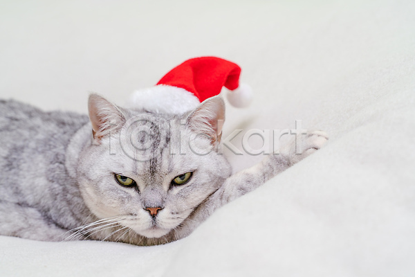 귀여움 짜증 사람없음 JPG 근접촬영 포토 해외이미지 고양이 반려묘 산타모자 스코티쉬스트레이트 한마리 회색
