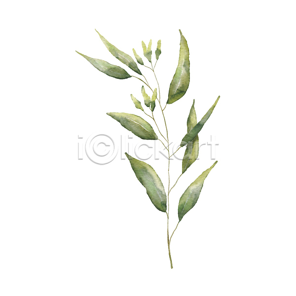 사람없음 JPG 포토 해외이미지 미술 손그림 수채화(물감) 유칼립투스 잎 해외202309