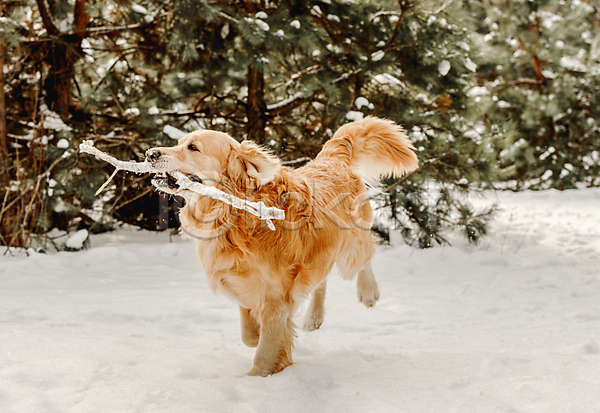 산책 추위 사람없음 JPG 포토 해외이미지 강아지 겨울 골든리트리버 나무 물기(모션) 설원 야외 자연 해외202309