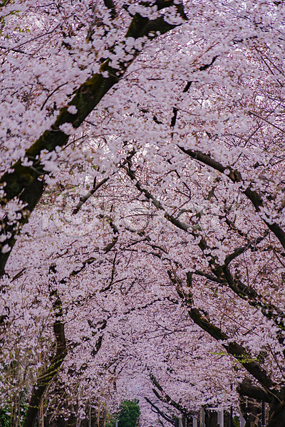 사람없음 JPG 포토 해외이미지 가득함 도쿄 벚꽃 벚나무 봄 풍경(경치) 해외202309