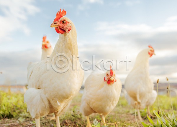 사람없음 JPG 포토 해외이미지 농장 닭 야외 양계장 여러마리 전원생활 주간 축산업 해외202309