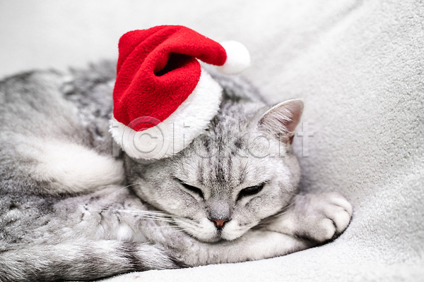 귀여움 졸음 사람없음 JPG 근접촬영 포토 해외이미지 고양이 반려묘 산타모자 스코티쉬스트레이트 한마리 회색