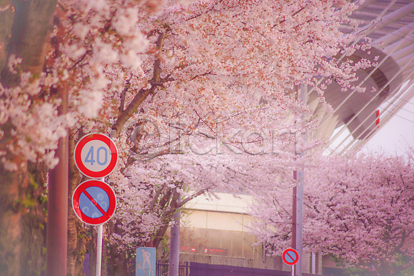 사람없음 JPG 포토 해외이미지 가로등 건물 도쿄 벚꽃 벚나무 봄 표지판 풍경(경치) 해외202309