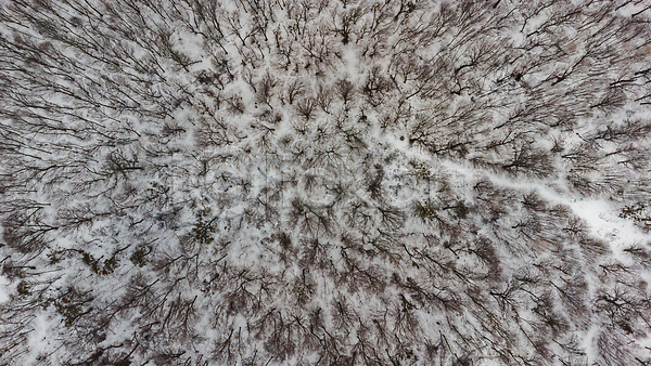 사람없음 JPG 포토 하이앵글 해외이미지 가로수 겨울 길 나무 눈(날씨) 숲 야외 자연 풍경(경치) 해외202309