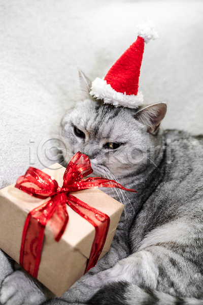 귀여움 사람없음 JPG 근접촬영 포토 해외이미지 고양이 반려묘 산타모자 선물상자 스코티쉬스트레이트 한마리 회색