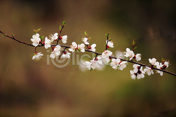 사람없음 JPG 포토 해외이미지 계절 기념물 꽃 꽃무늬 나무 나뭇가지 닫기 백그라운드 벚꽃 봄 분홍색 워싱턴 일본 자연 체리 축제 해외202309 흰색