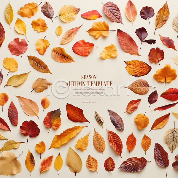 사람없음 PSD 디지털합성 편집이미지 가을(계절) 나뭇잎 낙엽 단풍 백그라운드 사각형 주황색 편집소스 프레임