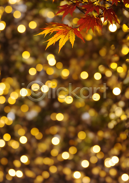사람없음 JPG 편집이미지 가을(계절) 가을풍경 나뭇가지 노란색 단풍 백그라운드 보케 블러효과 빛망울 자연 햇빛