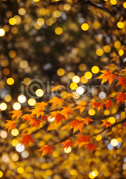 사람없음 JPG 편집이미지 가을(계절) 가을풍경 나뭇가지 단풍 백그라운드 보케 블러효과 빛망울 자연 주황색 햇빛