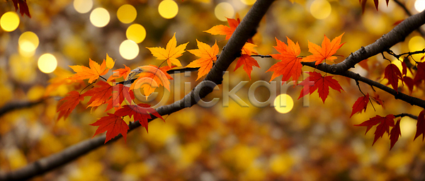 사람없음 JPG 편집이미지 가을(계절) 가을풍경 나뭇가지 단풍 백그라운드 보케 블러효과 빛망울 자연