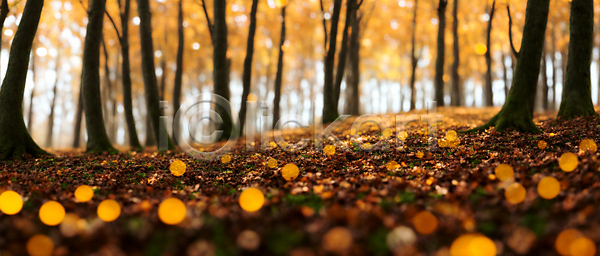 사람없음 JPG 편집이미지 가을(계절) 가을풍경 낙엽 단풍나무 백그라운드 보케 블러효과 빛망울 숲 자연 햇빛