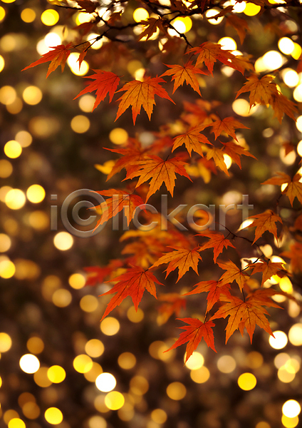 사람없음 JPG 편집이미지 가을(계절) 가을풍경 나뭇가지 단풍 반짝임 백그라운드 보케 블러효과 빛망울 자연 주황색 햇빛