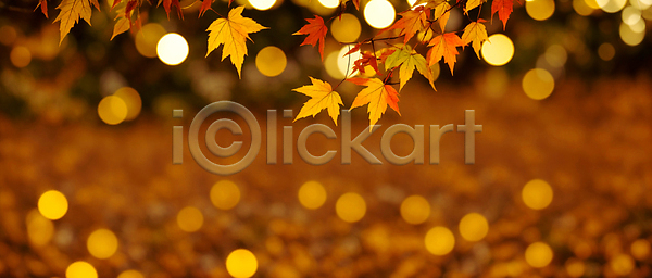 사람없음 JPG 편집이미지 가을(계절) 가을풍경 나뭇가지 단풍 백그라운드 보케 블러효과 빛망울 숲 자연 주황색 햇빛